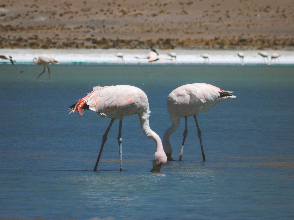 Salar de Uyuni - Laguna Hedionda e Fenicotteri