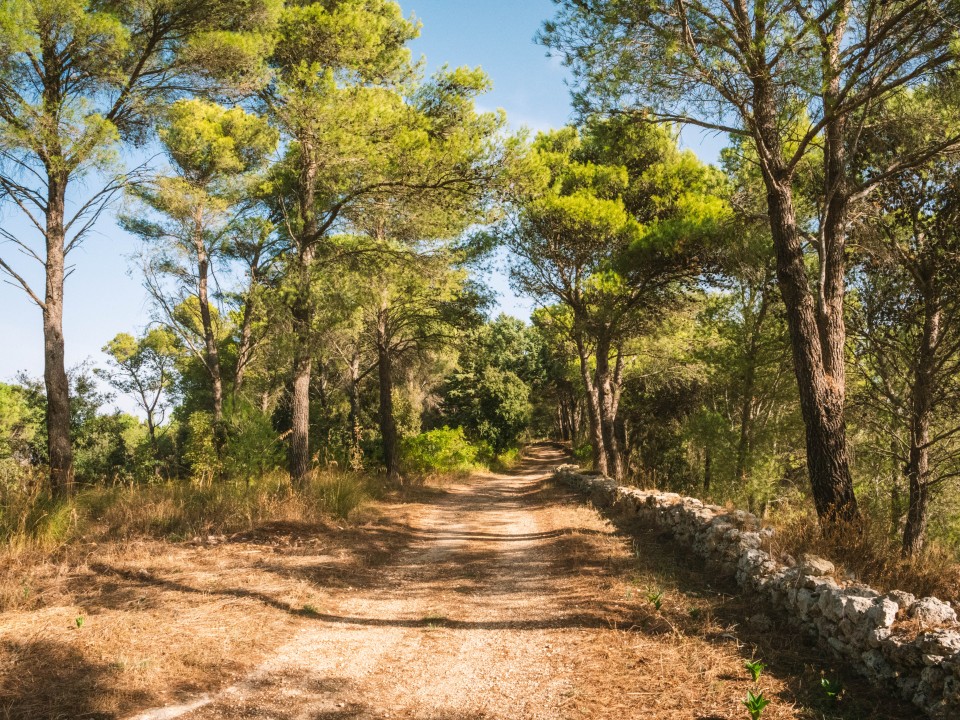 Bosco della Baronia