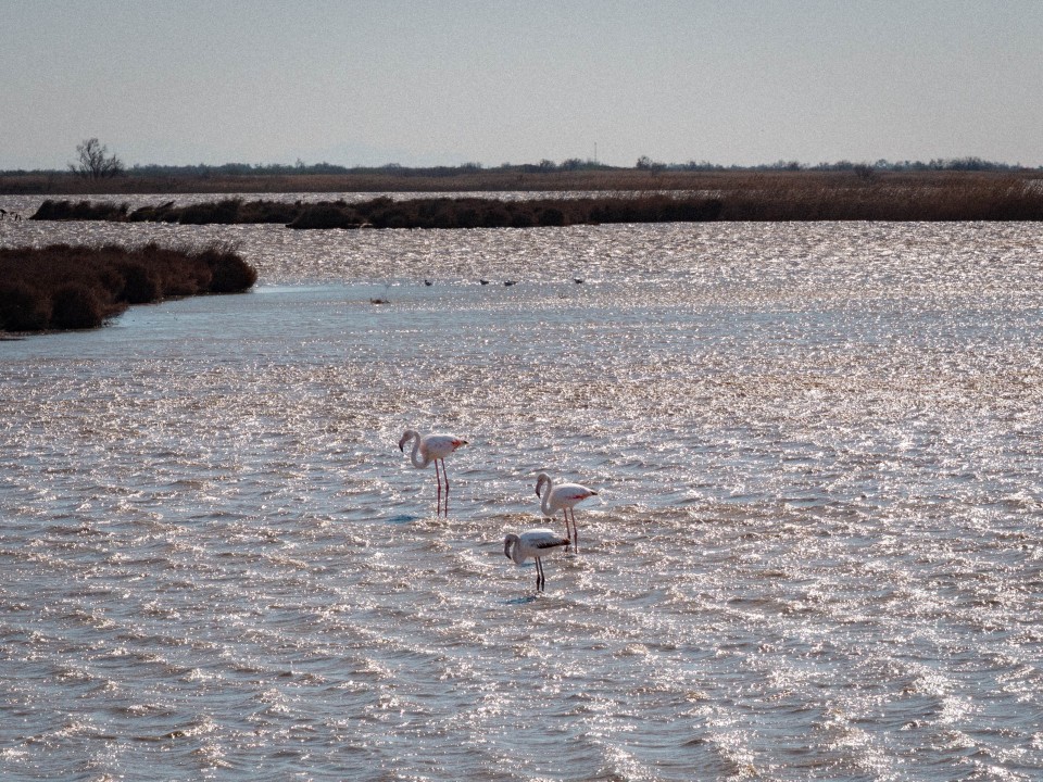 Camargue