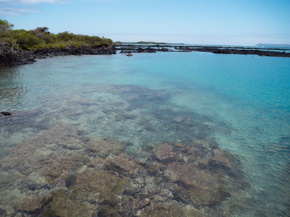 Concha de Perla - Isabela