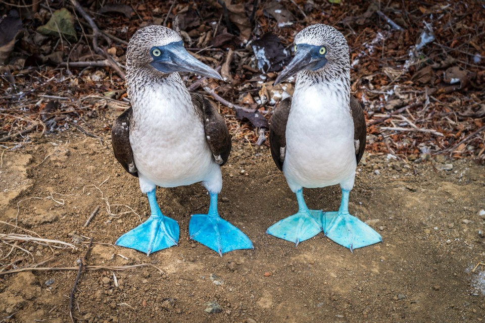 Sula piedi azzurri