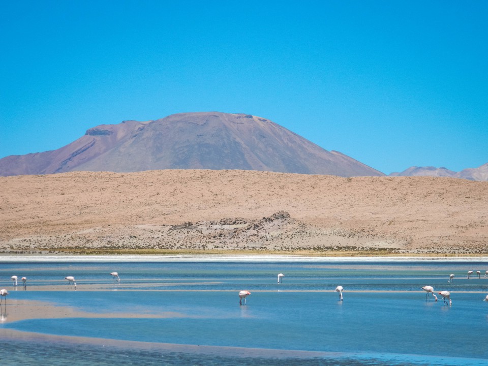 Lagune e Fenicotteri