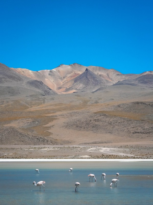 Lagune e Fenicotteri