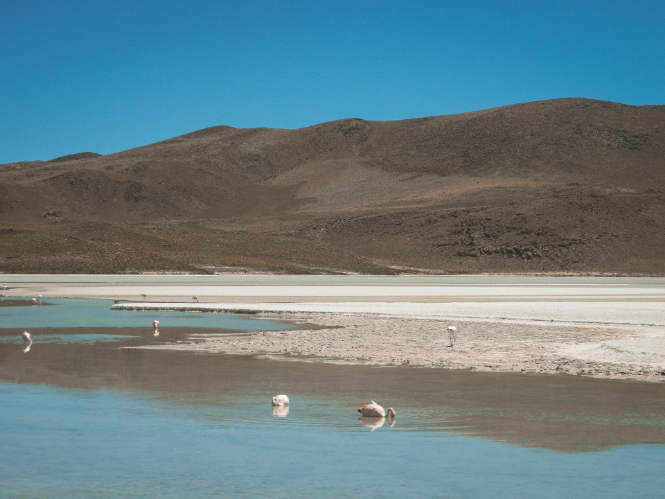 Lagune e Fenicotteri