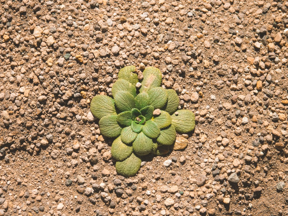 Deserto Siloli