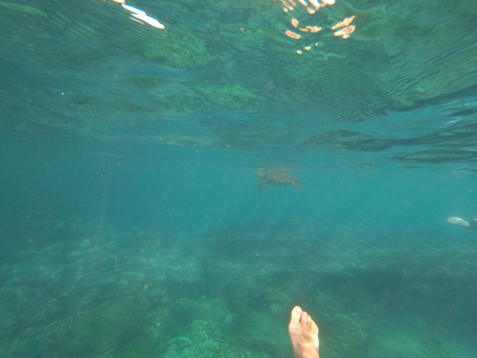 Tartaruga marina Tartaruga marina