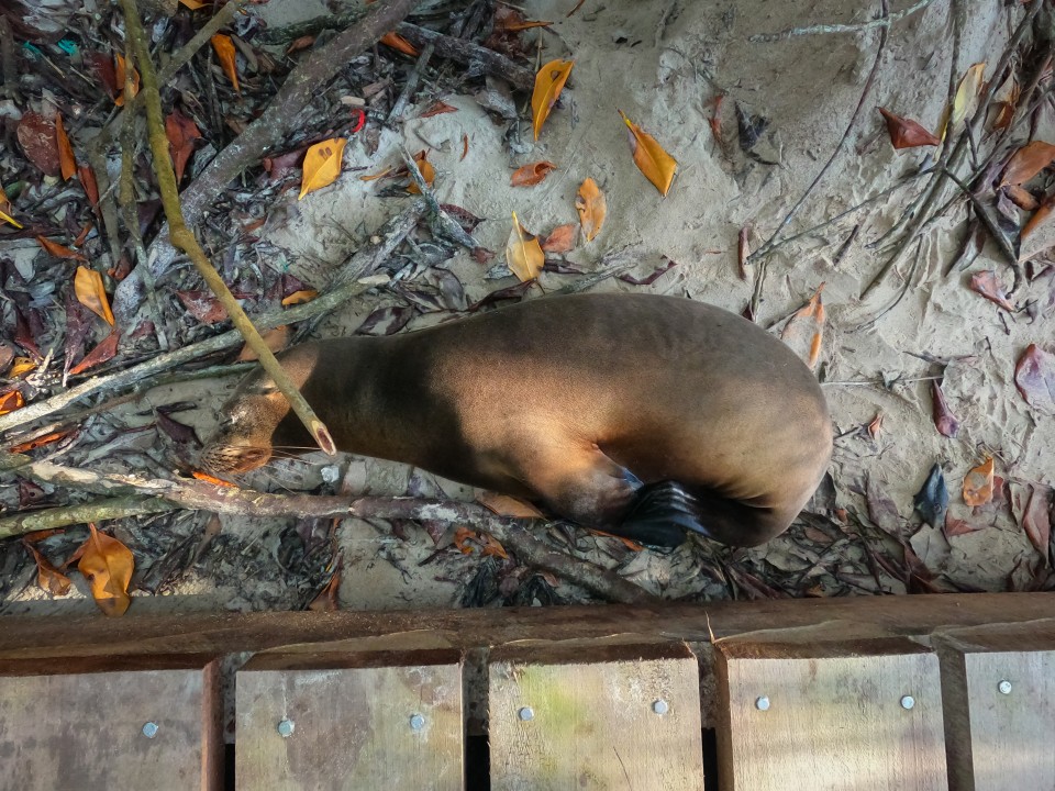 Leone marino Leone marino