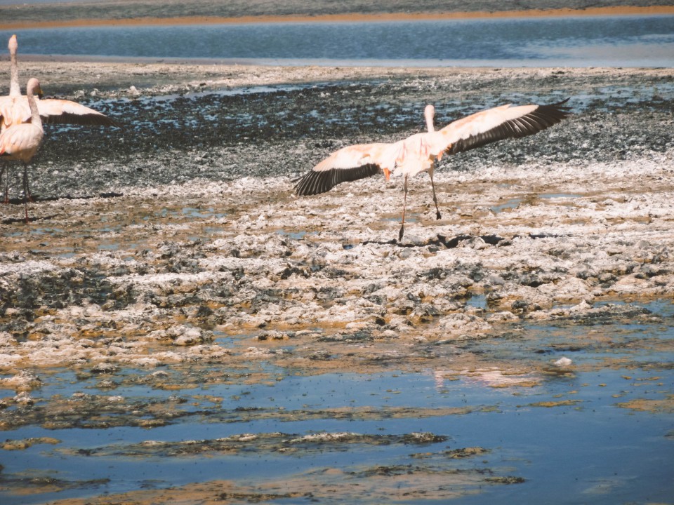 Lagune e Fenicotteri