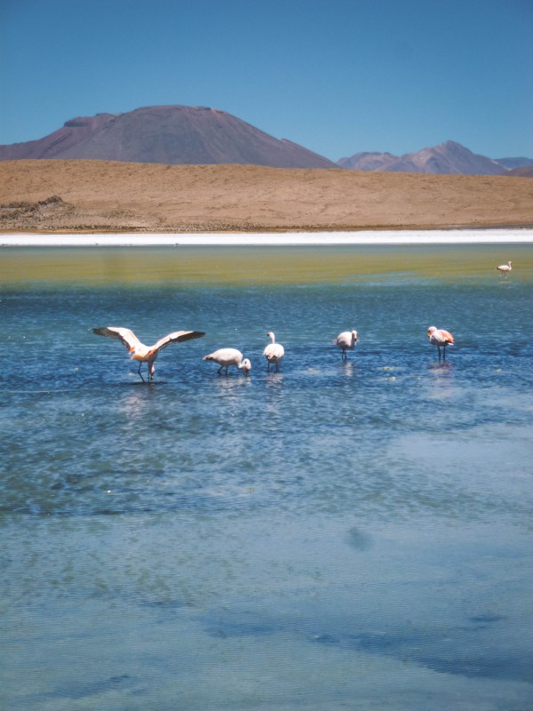 Lagune e Fenicotteri