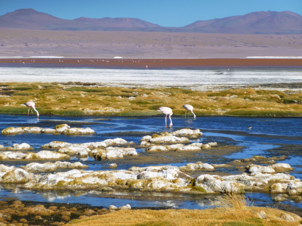 Laguna Colorada