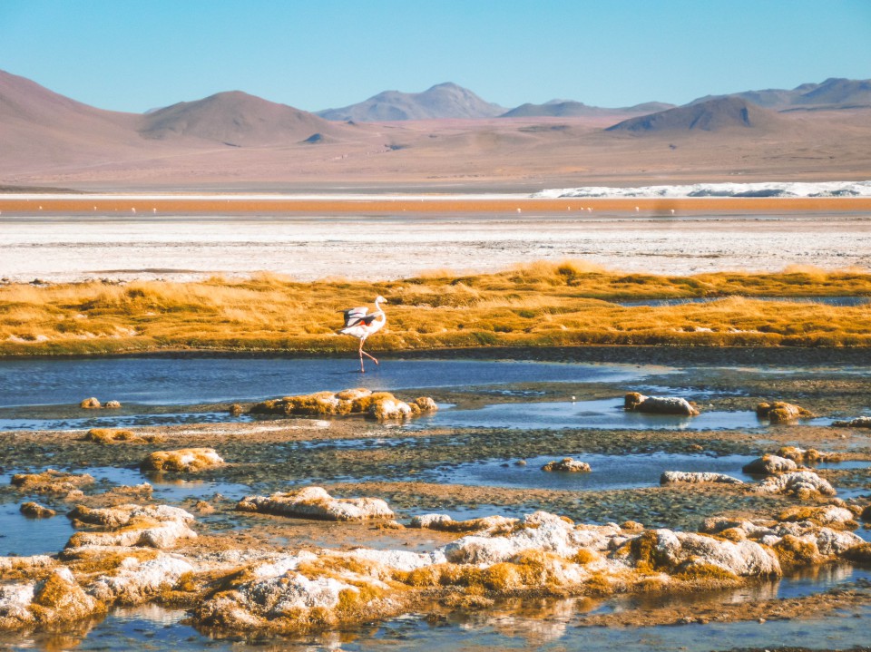 Laguna Colorada