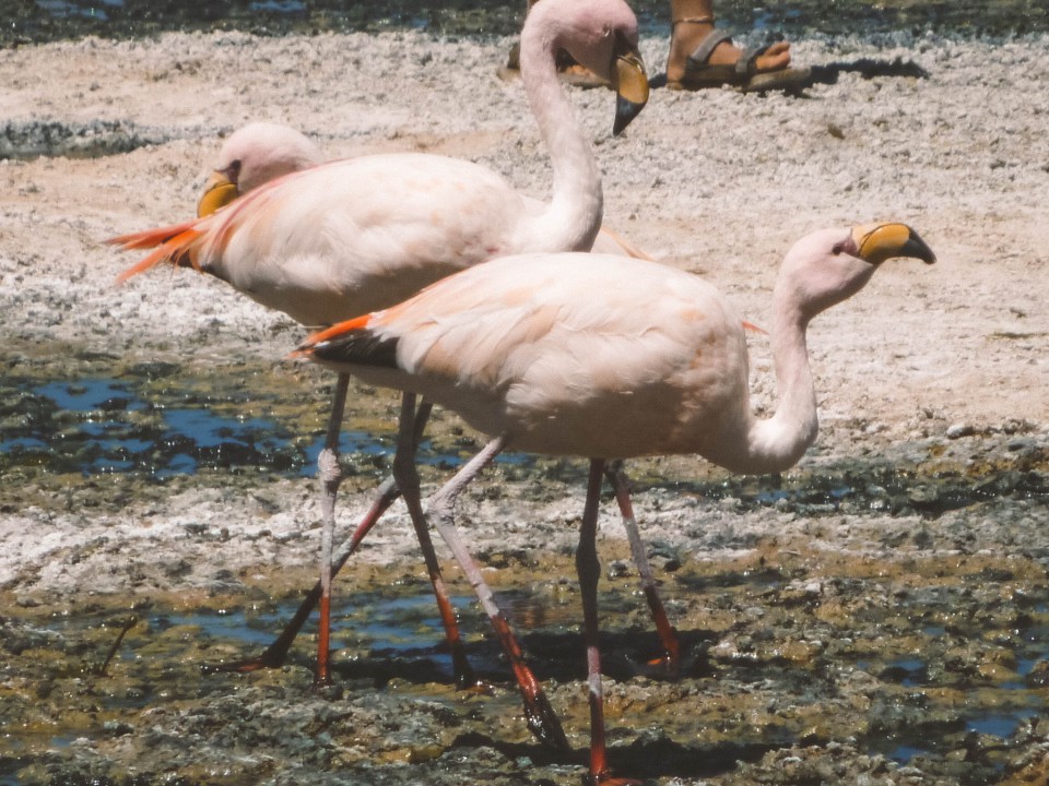 Fenicotteri alla Laguna Blanca