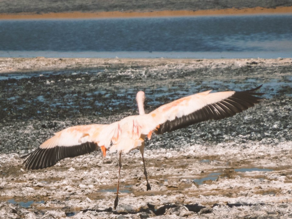 Fenicotteri alla Laguna Blanca