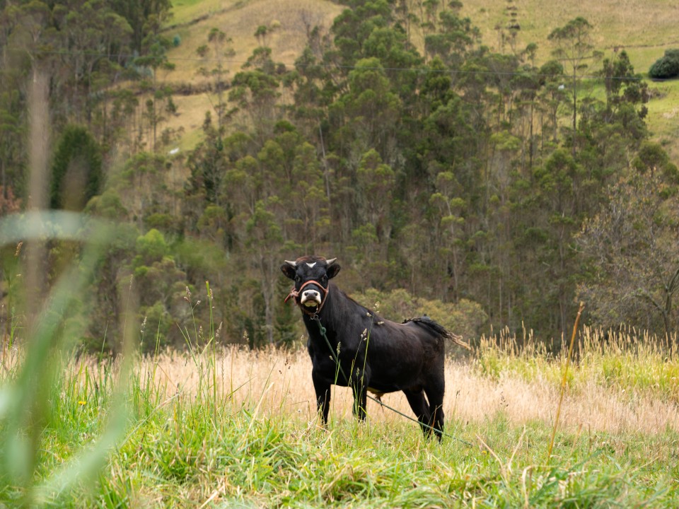 Villaggio andino La Esperanza