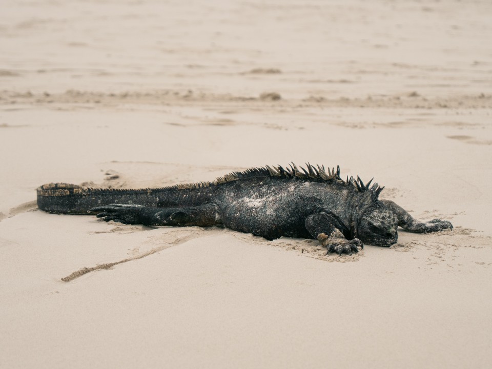 Iguana Marina Iguana Marina