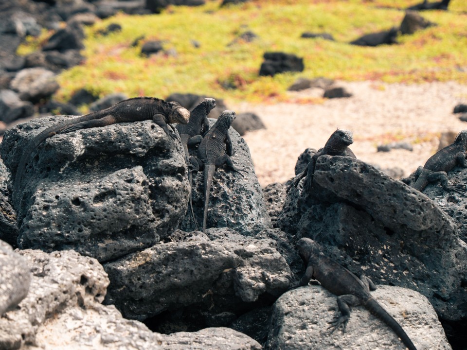 Iguane Marine Iguane Marine