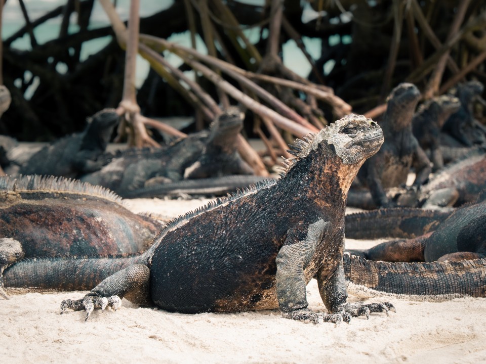 Iguane marine