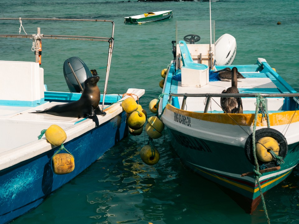 Muelle de los pescadores di Puerto Ayora Muelle de los pescadores di Puerto Ayora