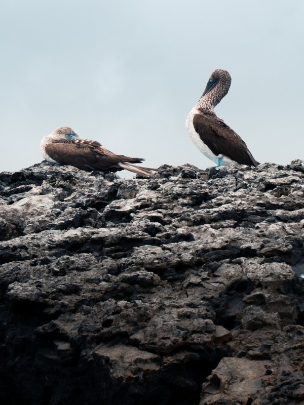 Sula dai piedi azzurri