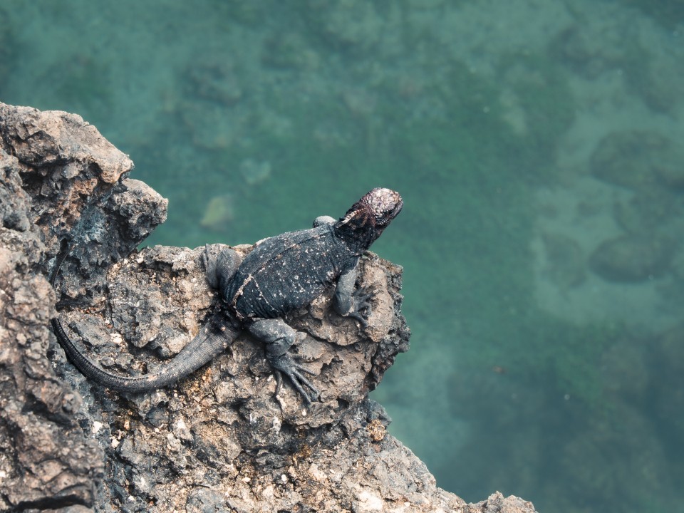 Iguana marina&nbsp;