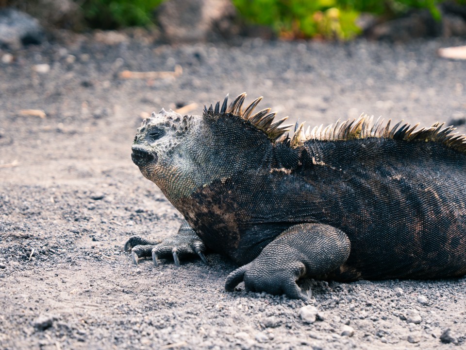 Iguana marina Iguana marina