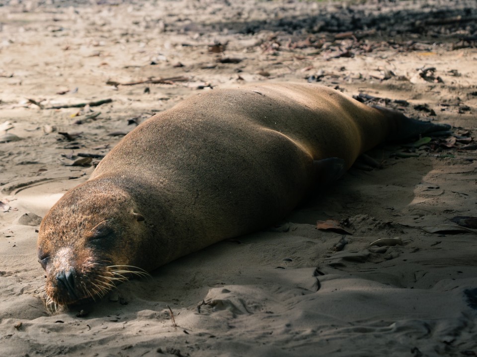 Leone marino che dorme