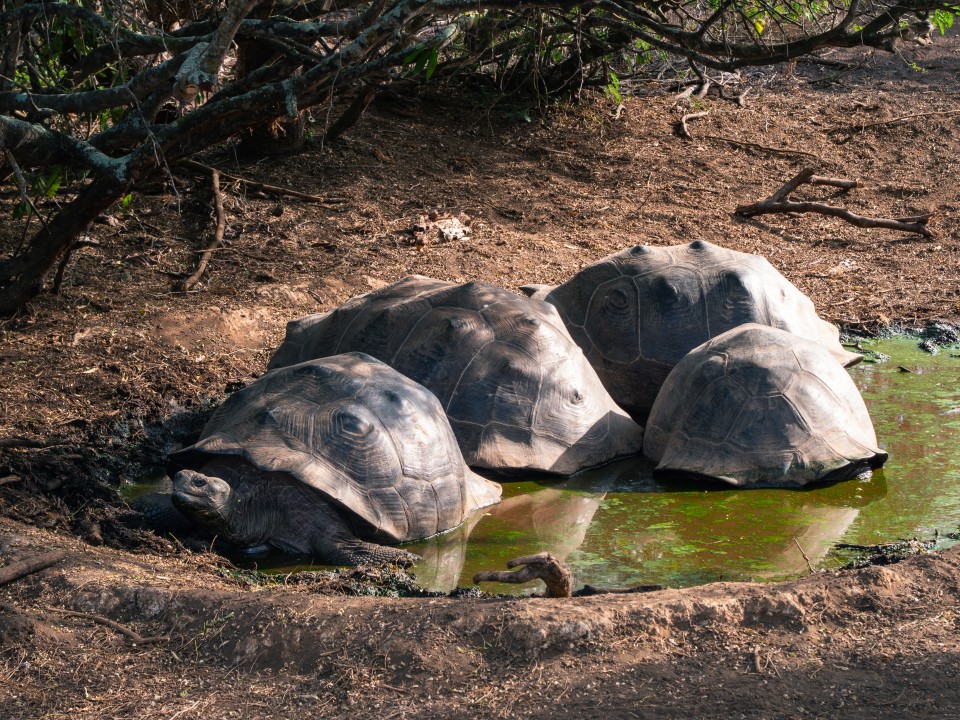 Tartarughe giganti di terra