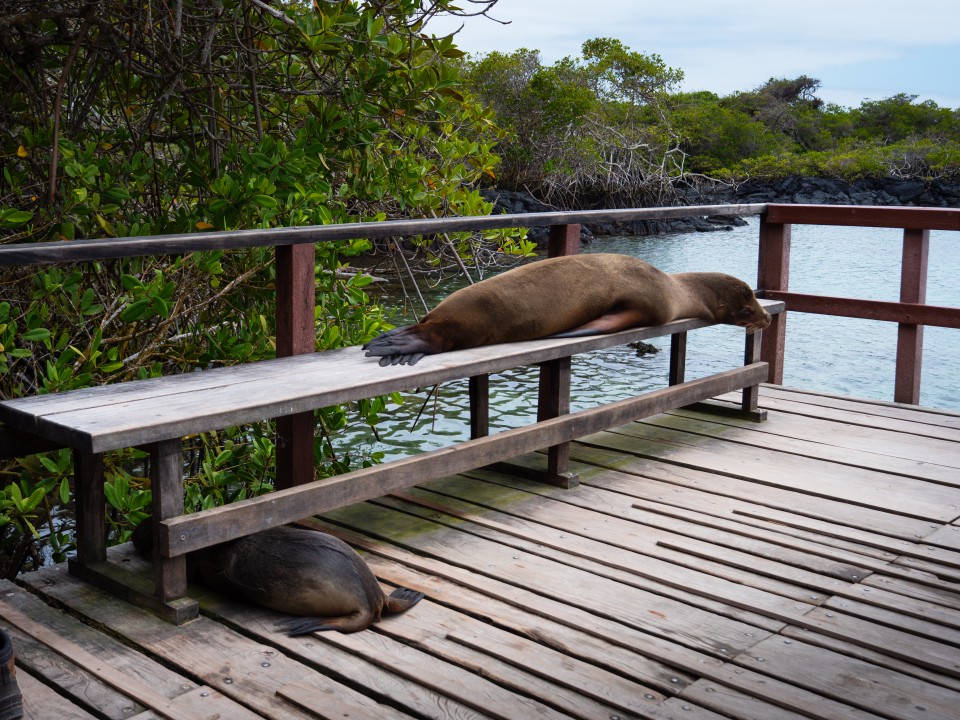 Concha de perla Concha de perla