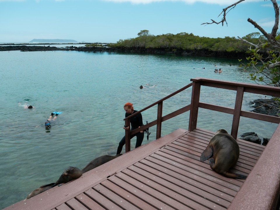 Concha de perla Concha de perla