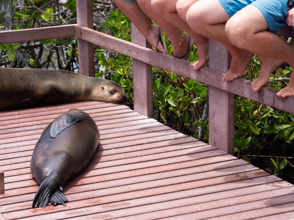 Concha de perla Concha de perla