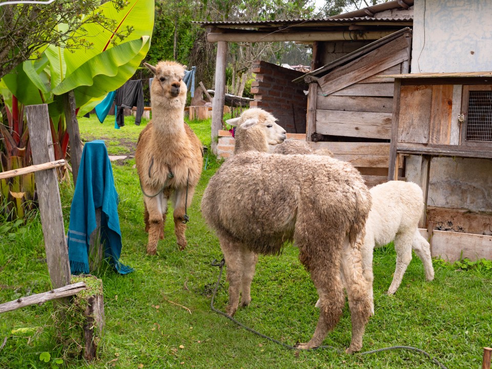 Comunit&agrave; indigena San Clemente