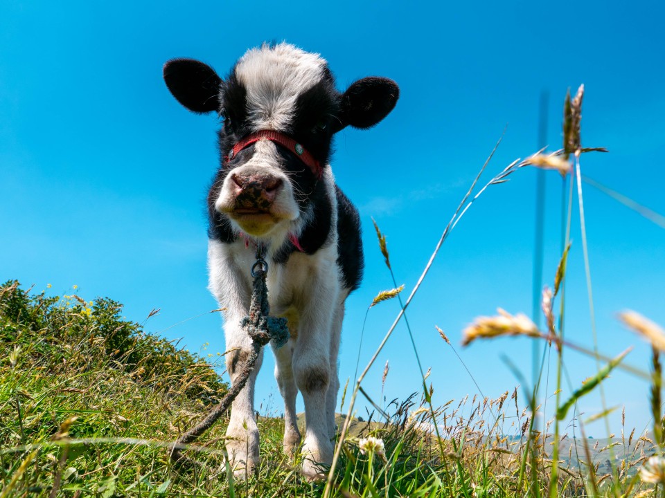 Villaggio andino La Esperanza Villaggio andino La Esperanza