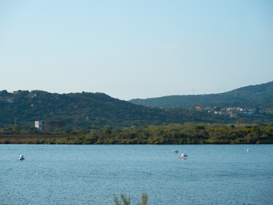 Stagno con i fenicotteri