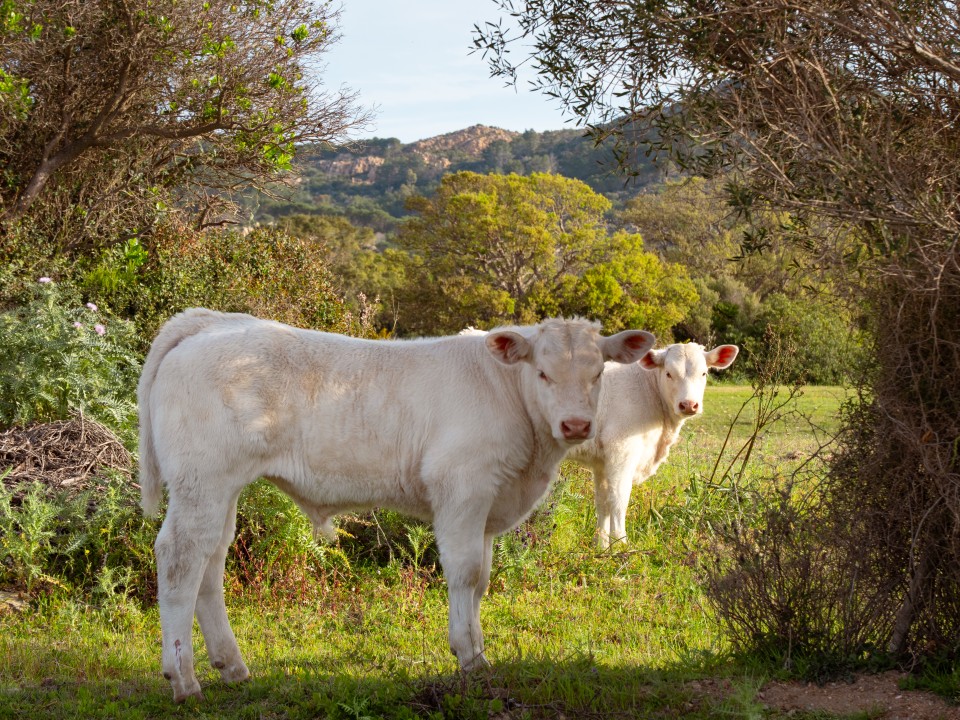 Vacche di Berchida Vacche di Berchida