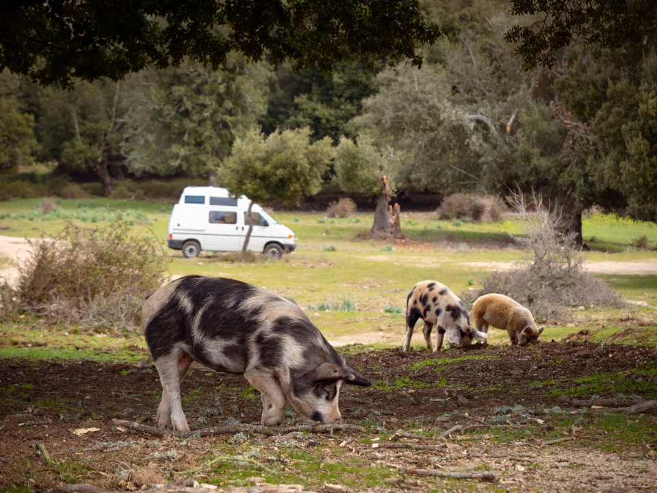 Area pic nic di Orgosolo