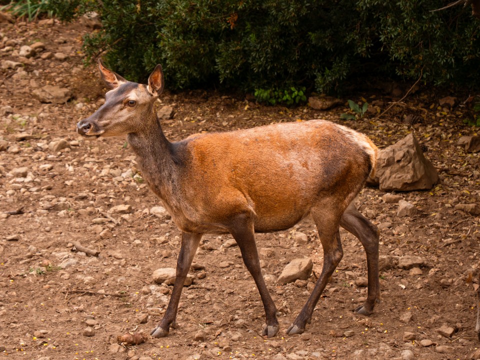 Cervo sardo