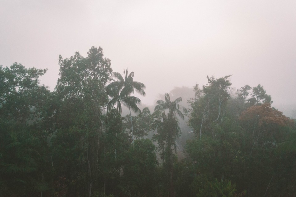 La Foresta Amazzonica all'alba