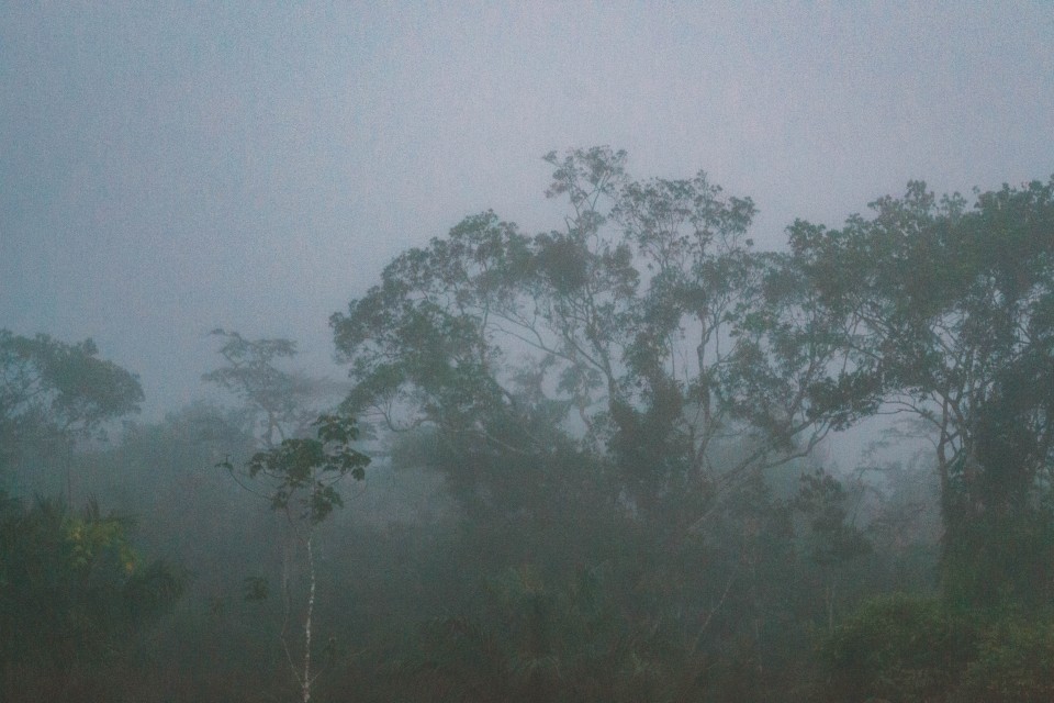 La Foresta Amazzonica all'alba