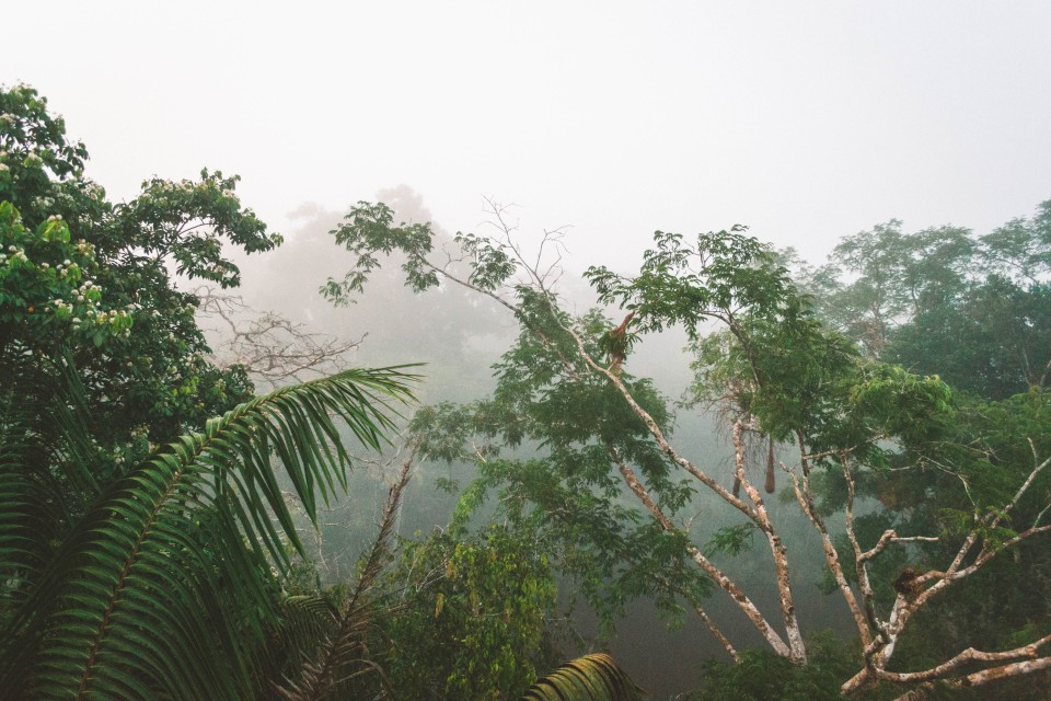 La Foresta Amazzonica all'alba