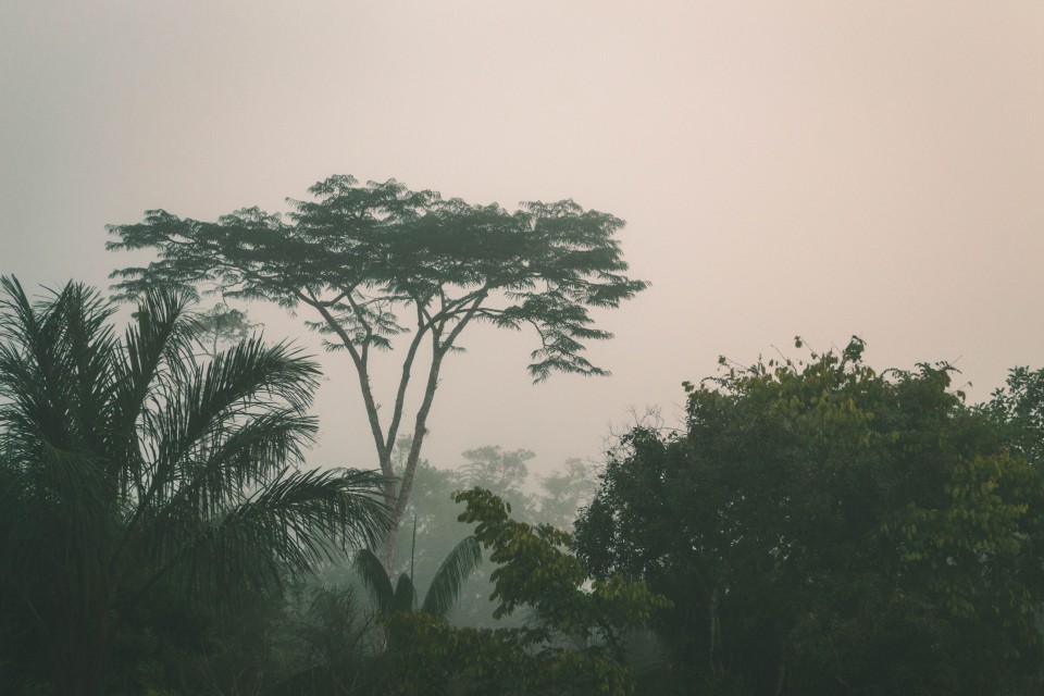 La Foresta Amazzonica all'alba