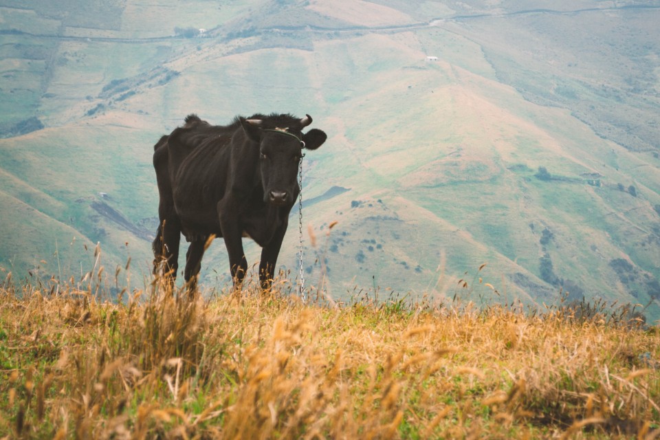 Mucca al pascolo a Toropamba