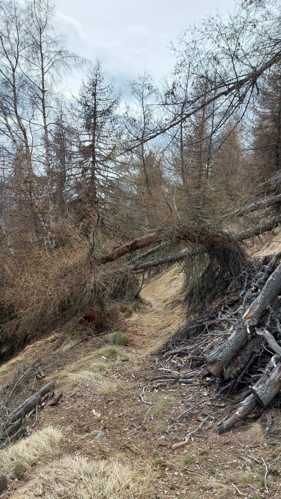 Viale della Formica