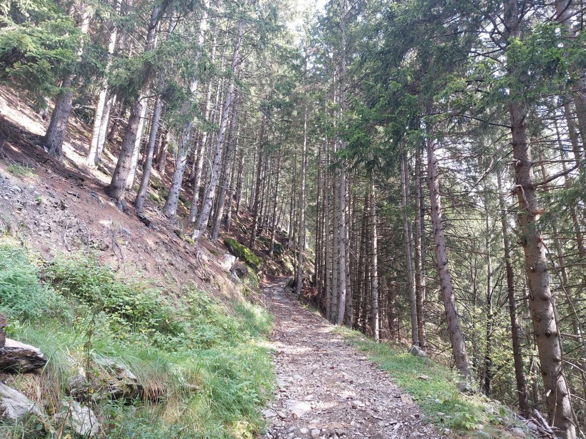 Sentiero nel bosco