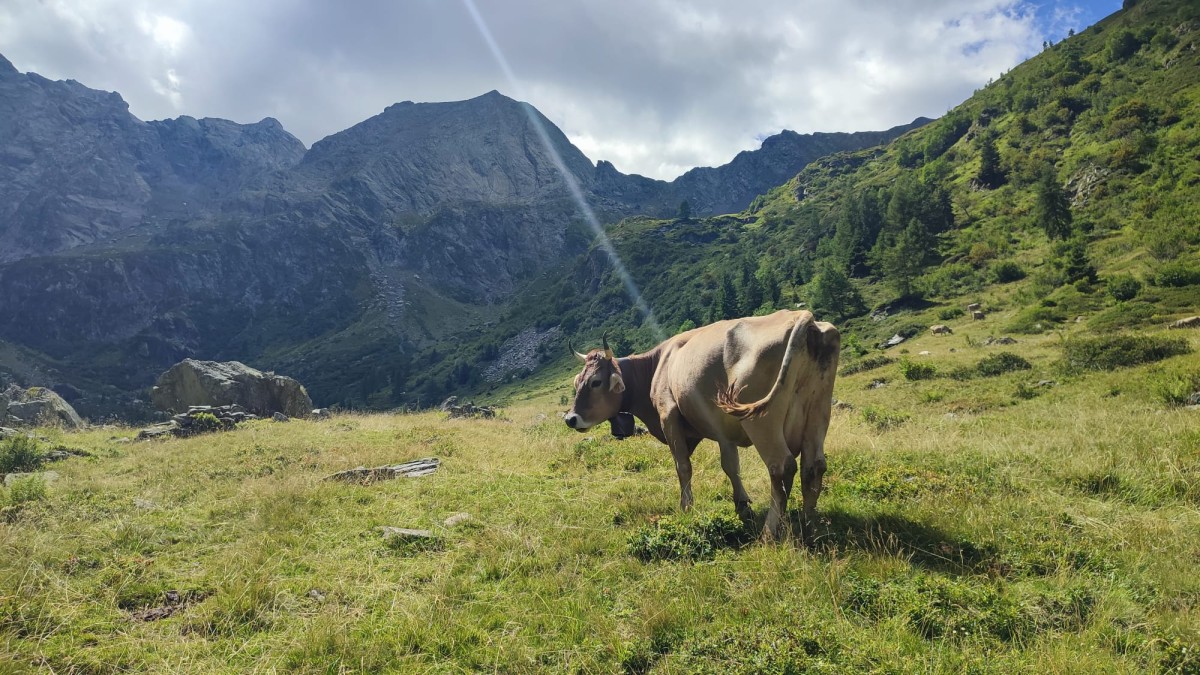 Mucche al pascolo