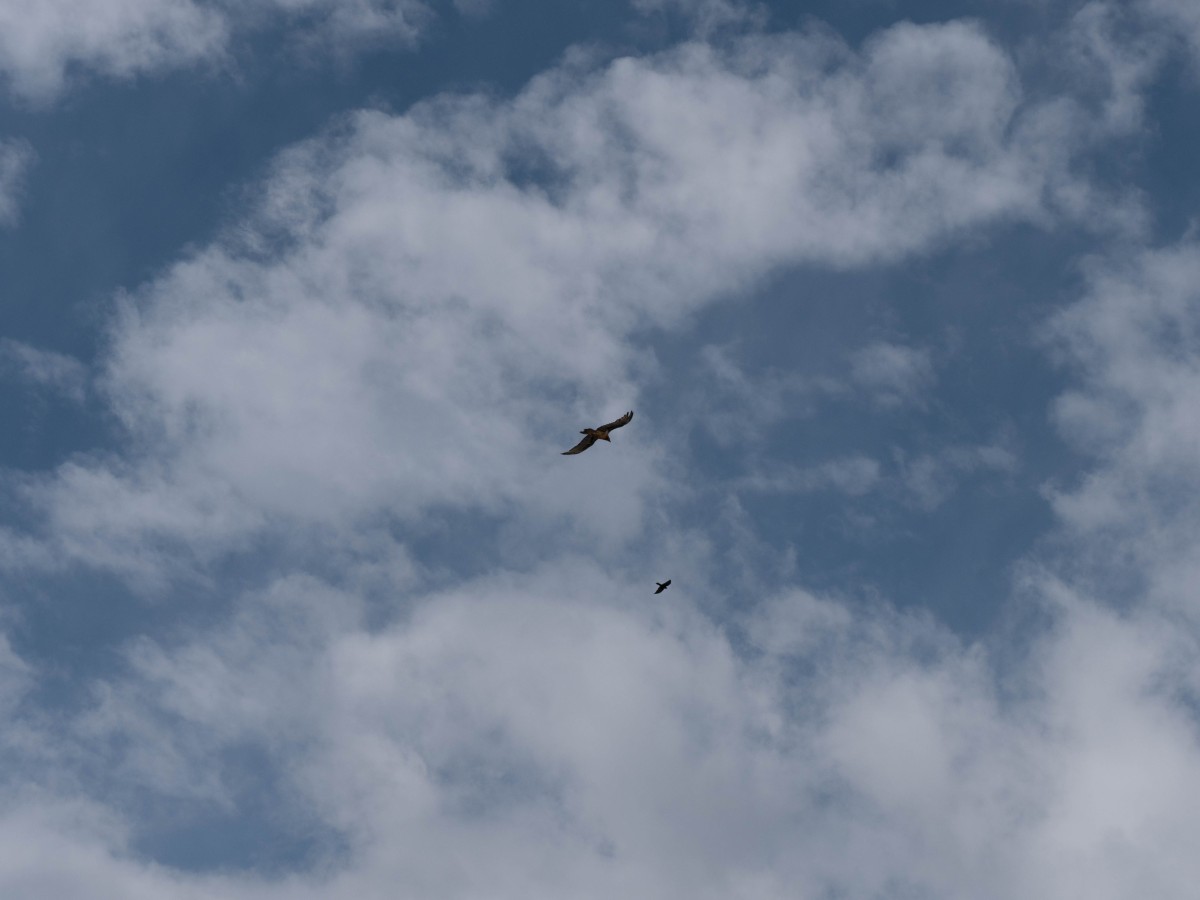 Un esemplare di gipeto in volo