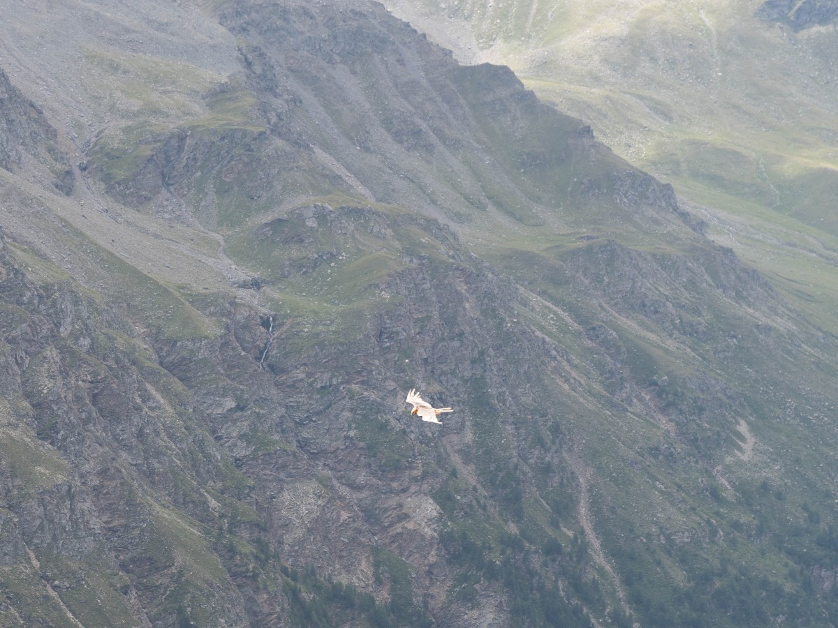 Un esemplare di gipeto in volo