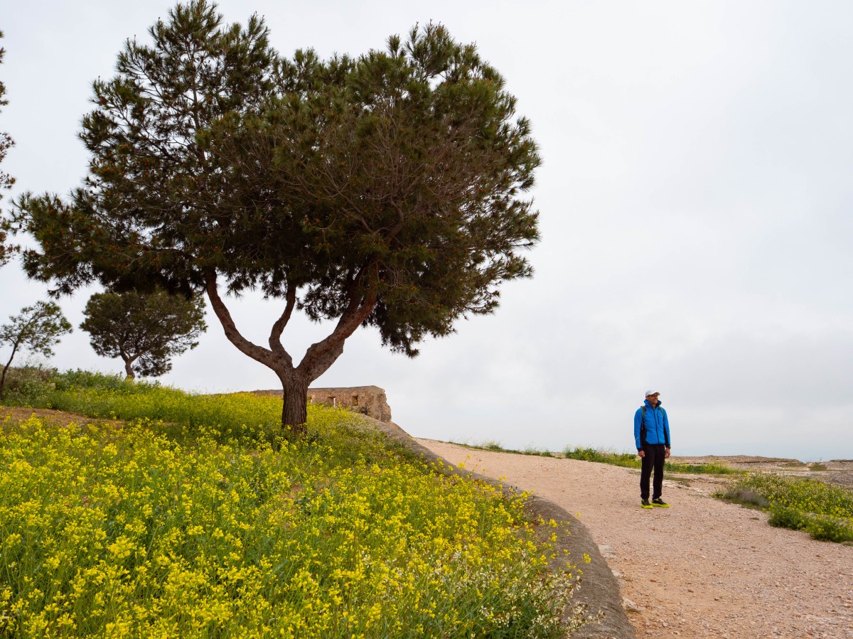 Chinchilla de Mont Aragon
