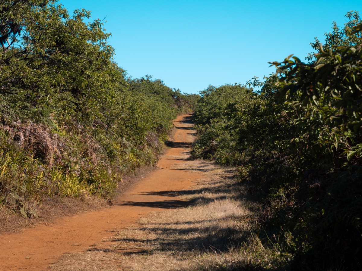 Sentiero per il Volcan Sierra Negra Sentiero per il Volcan Sierra Negra