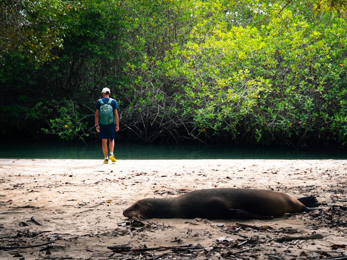 Leone marino Leone marino