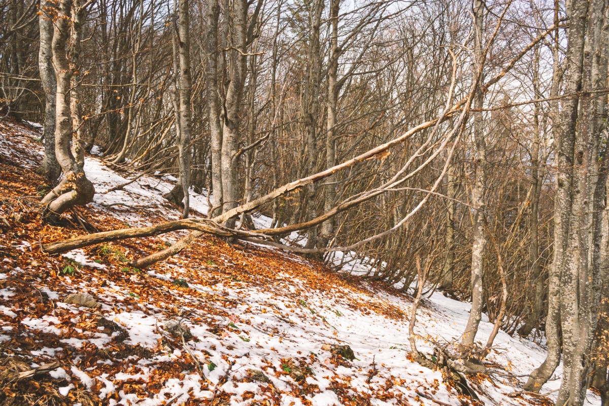  Salita nel bosco